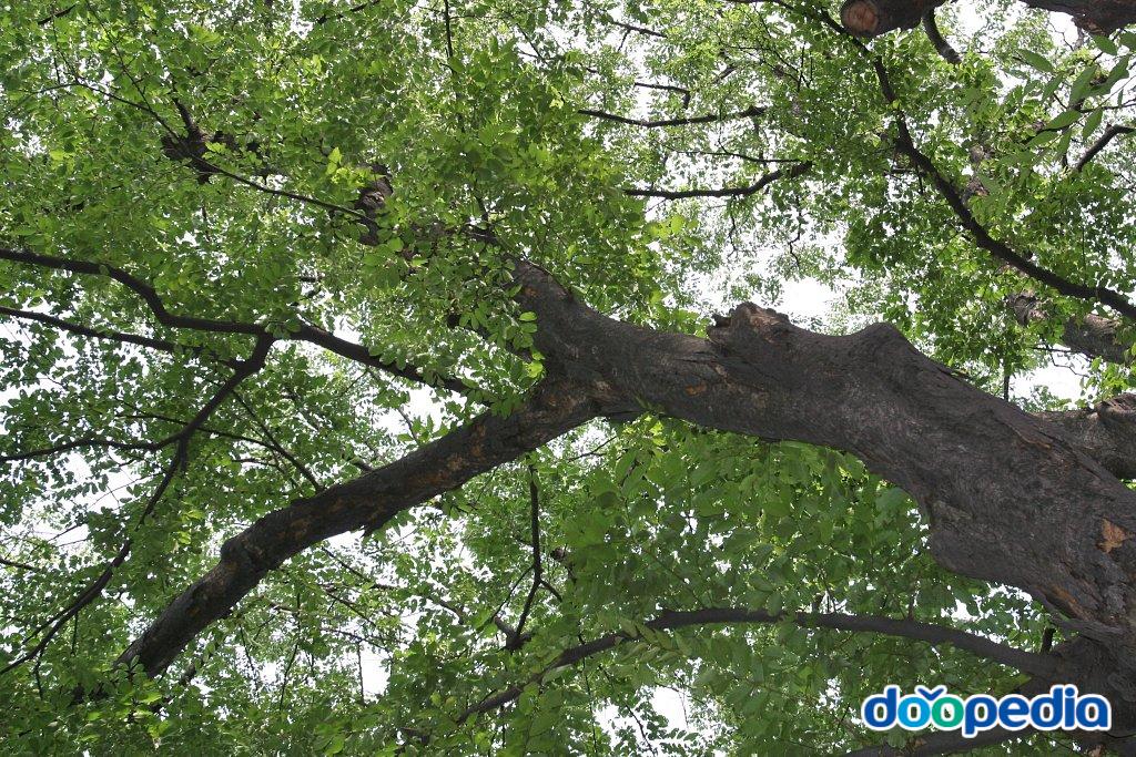 나무 /校木 : 느티나무(웅장함.인내력)
